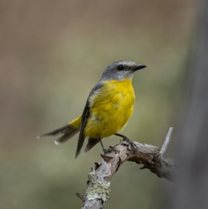 Eopsaltria australis at Mullion, NSW - 1 Jan 2021 11:48 AM