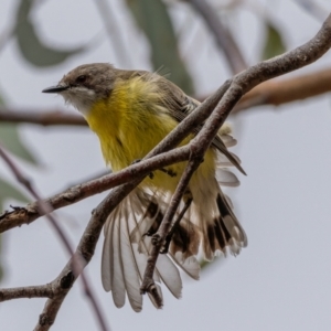 Gerygone olivacea at Uriarra, NSW - 1 Jan 2021