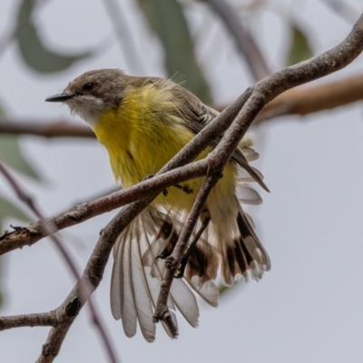Gerygone olivacea (White-throated Gerygone) at Uriarra, NSW - 1 Jan 2021 by trevsci