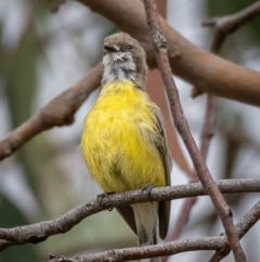 Gerygone olivacea at Uriarra, NSW - 1 Jan 2021