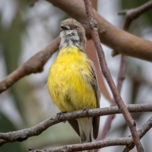 Gerygone olivacea at Uriarra, NSW - 1 Jan 2021