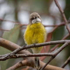 Gerygone olivacea at Uriarra, NSW - 1 Jan 2021