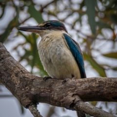 Todiramphus sanctus at Mullion, NSW - 1 Jan 2021