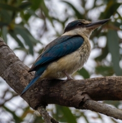 Todiramphus sanctus at Mullion, NSW - 1 Jan 2021 01:20 PM