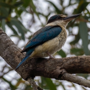 Todiramphus sanctus at Mullion, NSW - 1 Jan 2021 01:20 PM