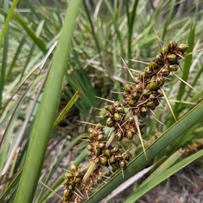 Lomandra longifolia (Spiny-headed Mat-rush, Honey Reed) at Currawang, NSW - 31 Dec 2020 by camcols