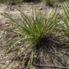 Lomandra longifolia at Currawang, NSW - 31 Dec 2020