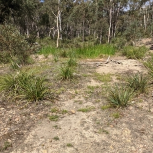 Lomandra longifolia at Currawang, NSW - 31 Dec 2020