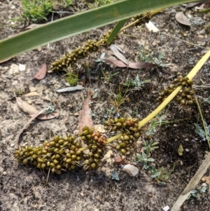 Lomandra longifolia at Currawang, NSW - 31 Dec 2020