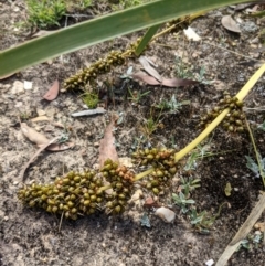 Lomandra longifolia at Currawang, NSW - 31 Dec 2020