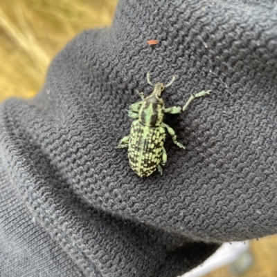 Chrysolopus spectabilis (Botany Bay Weevil) at Weetangera, ACT - 30 Dec 2020 by AlisonMilton