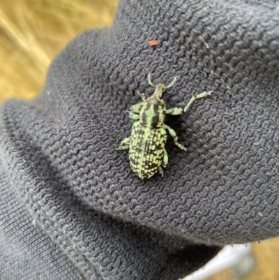 Chrysolopus spectabilis (Botany Bay Weevil) at The Pinnacle - 31 Dec 2020 by AlisonMilton