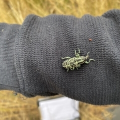 Chrysolopus spectabilis at Weetangera, ACT - 31 Dec 2020