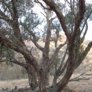 Eucalyptus dwyeri at Nangus, NSW - 18 May 2005 04:38 PM