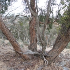 Eucalyptus dwyeri at Nangus, NSW - 18 May 2005 04:38 PM