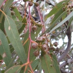 Eucalyptus dwyeri at Nangus, NSW - 18 May 2005 04:38 PM