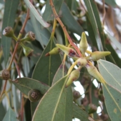 Eucalyptus dwyeri at Jones Creek, NSW - 18 May 2005