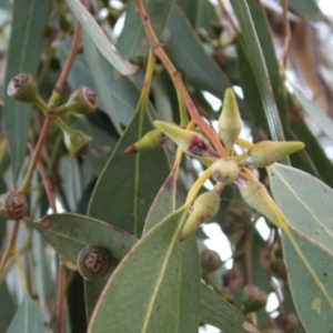 Eucalyptus dwyeri at Nangus, NSW - 18 May 2005 04:38 PM