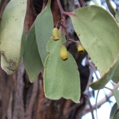 Amyema (genus) (Mistletoe) at Jones Creek, NSW - 18 May 2005 by abread111