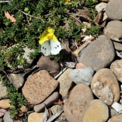 Pieris rapae (Cabbage White) at Mount Ainslie to Black Mountain - 31 Dec 2020 by TrishGungahlin