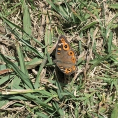 Junonia villida (Meadow Argus) at Acton, ACT - 31 Dec 2020 by TrishGungahlin