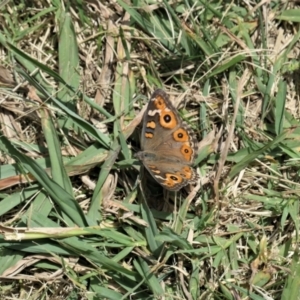 Junonia villida at Acton, ACT - 31 Dec 2020 02:02 PM