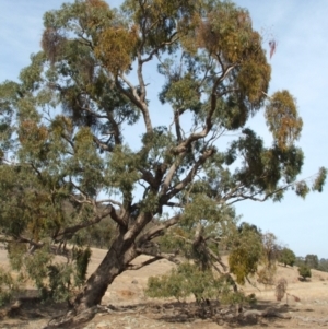 Eucalyptus bridgesiana at Nangus, NSW - 3 May 2005
