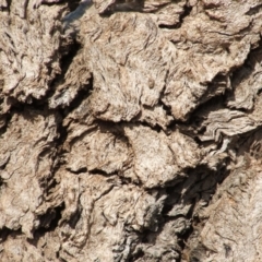 Eucalyptus bridgesiana at Nangus, NSW - 3 May 2005