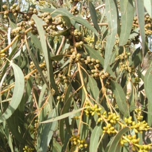 Eucalyptus bridgesiana at Nangus, NSW - 3 May 2005 12:41 PM