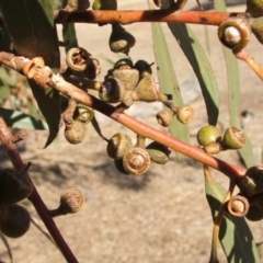 Eucalyptus bridgesiana at Nangus, NSW - 3 May 2005