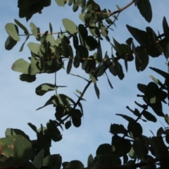 Eucalyptus bridgesiana at Nangus, NSW - 3 May 2005