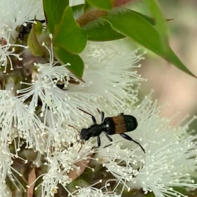 Eleale fasciata (Clerid beetle) at Murrumbateman, NSW - 1 Jan 2021 by SimoneC