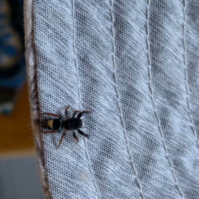 Apricia jovialis (Jovial jumping spider) at Murrumbateman, NSW - 31 Dec 2020 by SimoneC