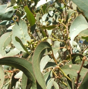 Eucalyptus microcarpa at Jones Creek, NSW - 7 May 2005 10:58 AM