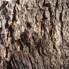 Eucalyptus microcarpa at Jones Creek, NSW - 7 May 2005