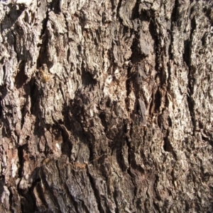 Eucalyptus microcarpa at Jones Creek, NSW - 7 May 2005