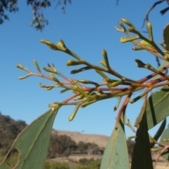 Eucalyptus microcarpa at Jones Creek, NSW - 7 May 2005 10:58 AM