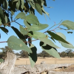 Eucalyptus microcarpa at Jones Creek, NSW - 7 May 2005
