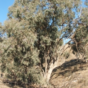 Eucalyptus albens at Nangus, NSW - 6 May 2005 03:36 PM