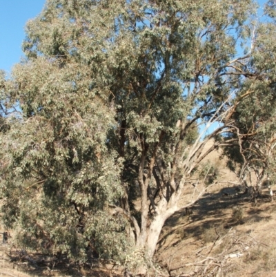 Eucalyptus albens (White Box) at Nangus, NSW - 6 May 2005 by abread111