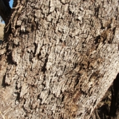 Eucalyptus albens at Nangus, NSW - 6 May 2005