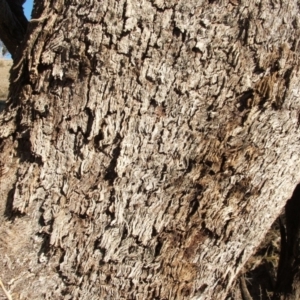 Eucalyptus albens at Nangus, NSW - 6 May 2005