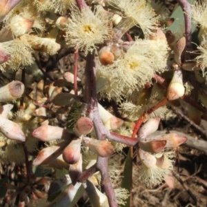 Eucalyptus albens at Nangus, NSW - 6 May 2005 03:36 PM