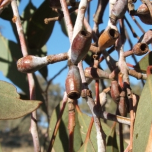 Eucalyptus albens at Nangus, NSW - 6 May 2005 03:36 PM