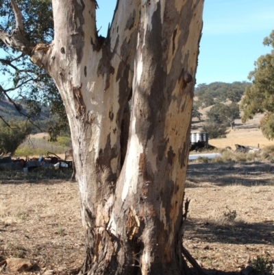 Eucalyptus blakelyi (Blakely's Red Gum) at Nangus, NSW - 16 May 2005 by abread111