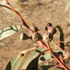 Eucalyptus blakelyi at Nangus, NSW - 16 May 2005