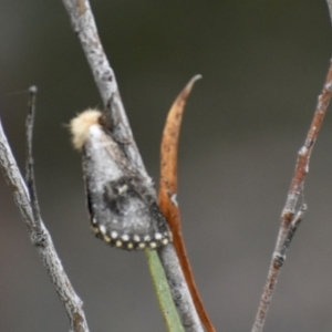 Epicoma contristis at Weston, ACT - 1 Jan 2021