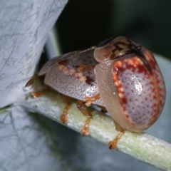 Paropsisterna m-fuscum (Eucalyptus Leaf Beetle) at Melba, ACT - 16 Dec 2020 by kasiaaus