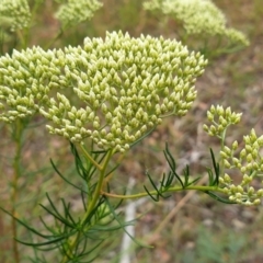 Cassinia longifolia (Shiny Cassinia, Cauliflower Bush) at Cook, ACT - 30 Dec 2020 by drakes