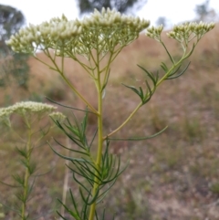 Cassinia longifolia at Cook, ACT - 30 Dec 2020 09:53 AM